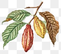 PNG Cocoa pods botanical illustration