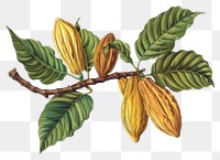 PNG Cacao pods botanical illustration art