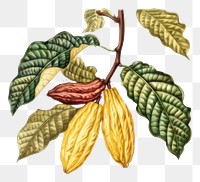 PNG Botanical cocoa plant illustration