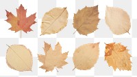 PNG Autumn leaf paper element set, transparent background