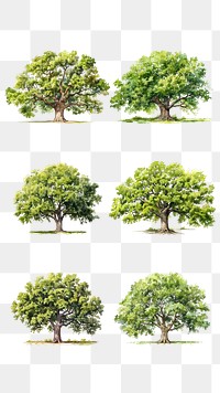 PNG watercolor tree element set, transparent background