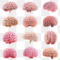 PNG 3d pink human brain element set, transparent background