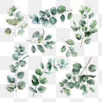 PNG eucalyptus leaves element set, transparent background