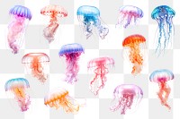 PNG jellyfish element set, transparent background