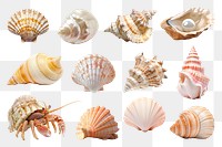 PNG seashell element set, transparent background