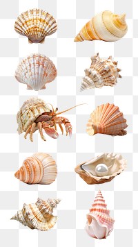 PNG seashell element set, transparent background