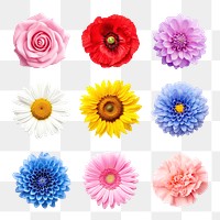 PNG realistic flower element set, transparent background