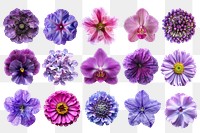 PNG purple flower element set, transparent background