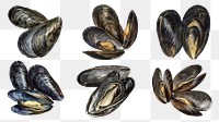 PNG vintage mussel illustration element set, transparent background