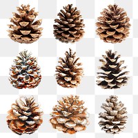 PNG Winter pine cone design element set, transparent background