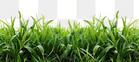 Lush green grass landscape background