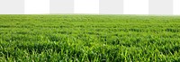 Lush green grass field landscape