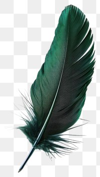 Elegant green feather isolated beautifully