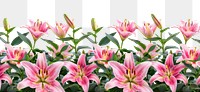 PNG Vibrant pink lilies blooming beautifully