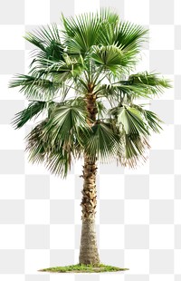 PNG Tropical palm tree on white