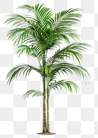 PNG Vibrant indoor tropical palm