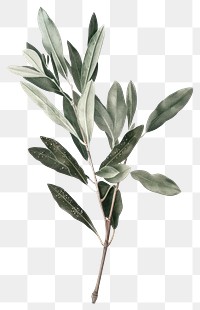 PNG Elegant botanical olive branch illustration