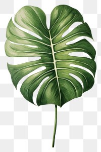 PNG  Tropical monstera leaf illustration