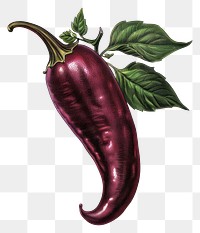 PNG Vintage purple chili pepper illustration