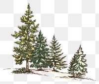 PNG Serene winter pine tree illustration