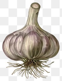 PNG Detailed garlic bulb illustration