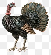 PNG Detailed turkey bird illustration