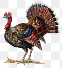 PNG Colorful turkey bird illustration