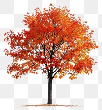 PNG Vibrant autumn tree with foliage