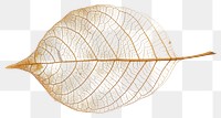 PNG Delicate skeletal leaf structure