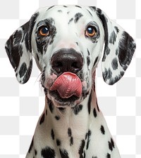 PNG Dalmatian dog licking nose