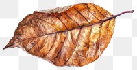 PNG Dried autumn leaf close-up