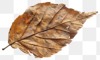 PNG Dried autumn leaf texture closeup