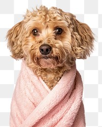 PNG Adorable dog wrapped in towel