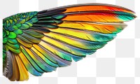 PNG Colorful bird wing feathers