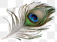 PNG Colorful peacock feather isolated background