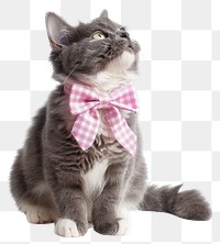 PNG  Adorable cat with pink bow