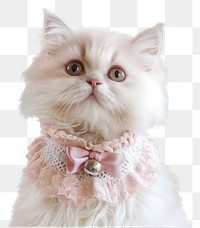 PNG  Adorable fluffy cat with bow