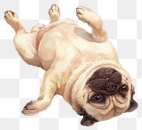 PNG playful pug lying down.