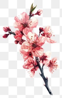 PNG A winter sakura flower blossom plant cherry blossom.