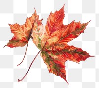 PNG An autumn falling leaf plant maple tree.