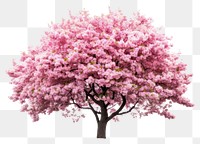 PNG Vibrant pink cherry blossom tree