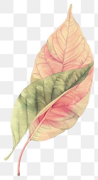 Wallpaper Leaf drawing sketch leaf.