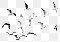 PNG  Seagulls flying in the sky