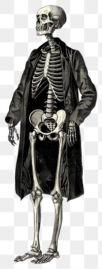 PNG Skeleton wearing long coat illustration