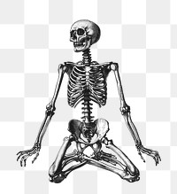 PNG  Human skeleton anatomical illustration