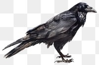 PNG Watercolor dark academia sraven animal bird crow.