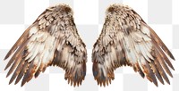 PNG Elegant angelic wings display