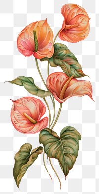 Wallpaper Anthurium flowers blossom plant rose.