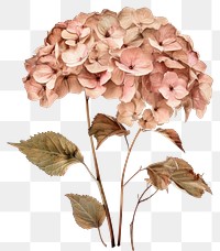 Elegant dried hydrangea flowers