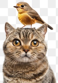 PNG Cat with bird on head